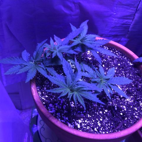 Bag Ladies growlog timeline photo