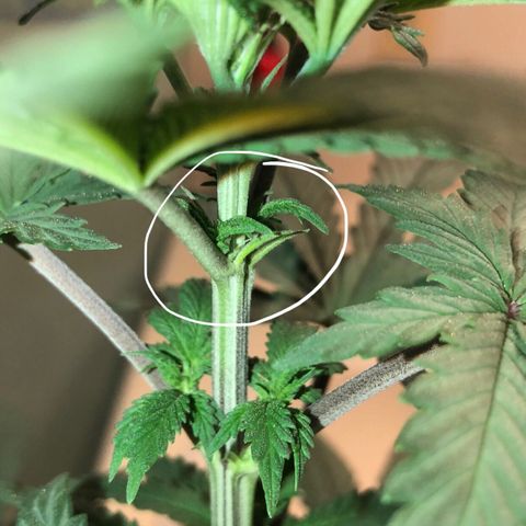 Bag Ladies growlog photo: It’s a girl… Tall girl
