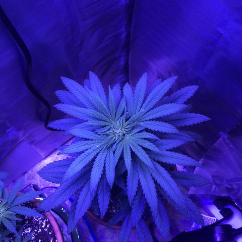 Bag Ladies growlog timeline photo