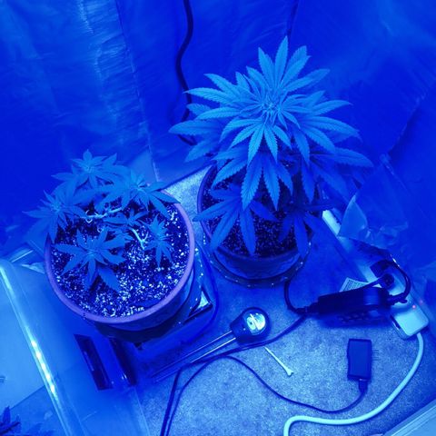 Bag Ladies growlog timeline photo