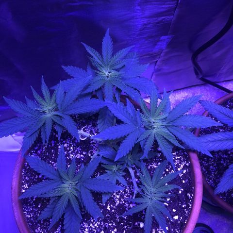 Bag Ladies growlog timeline photo