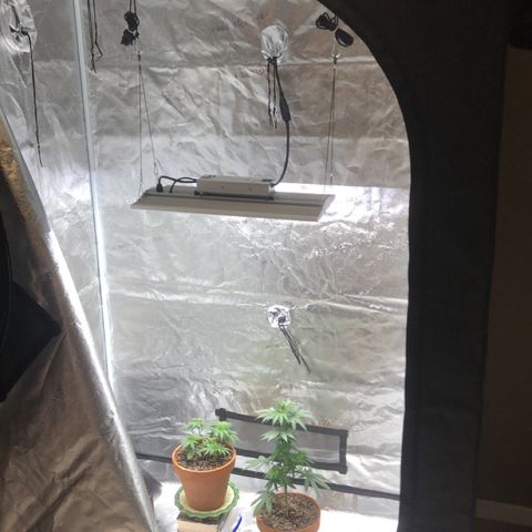 Bag Ladies growlog photo: New tent and FIMed Tall Girl