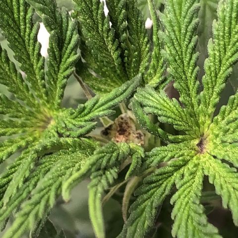 Bag Ladies growlog photo: New tent and FIMed Tall Girl