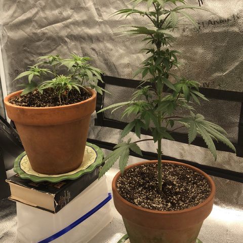 Bag Ladies growlog photo: New tent and FIMed Tall Girl