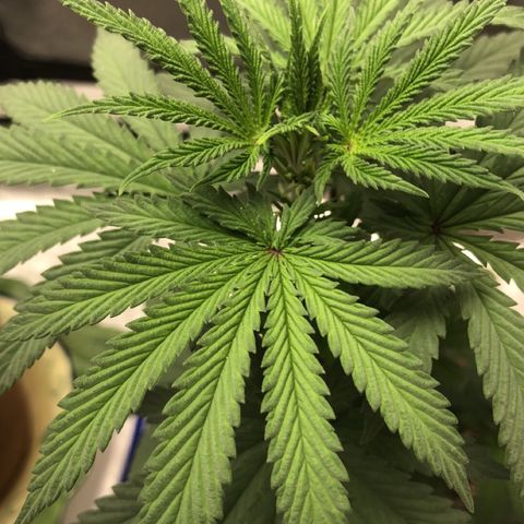 Bag Ladies growlog photo: New tent and FIMed Tall Girl