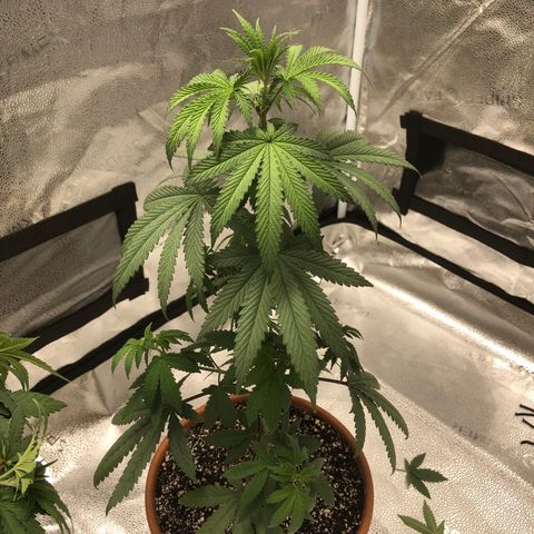 Bag Ladies growlog timeline photo