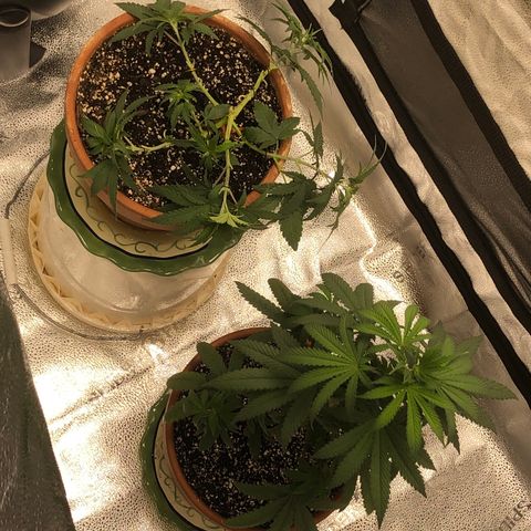 Bag Ladies growlog timeline photo