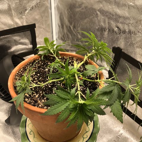 Bag Ladies growlog timeline photo