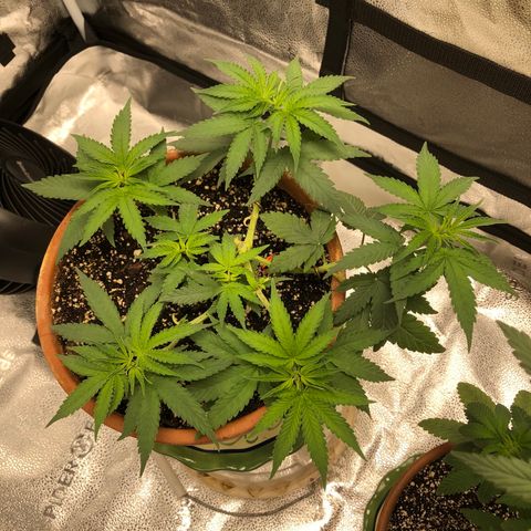 Bag Ladies growlog photo: Nice overnight recovery 
