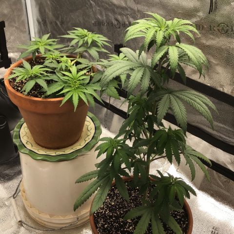 Bag Ladies growlog photo: Nice overnight recovery 