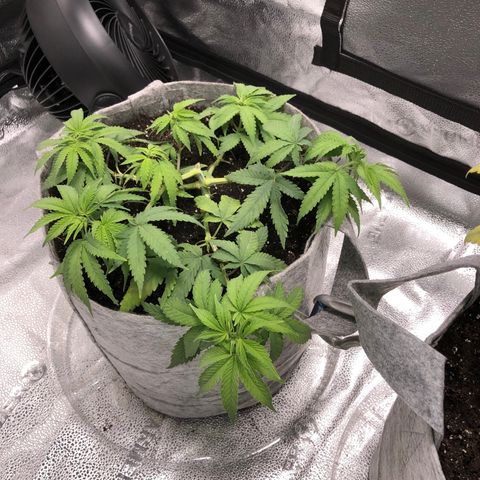 Bag Ladies growlog timeline photo