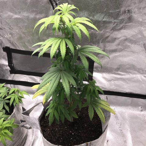 Bag Ladies growlog timeline photo