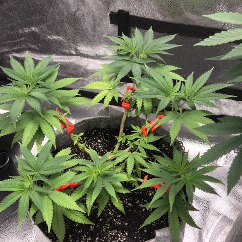 Bag Ladies growlog photo: Bag ladies 1/4/22