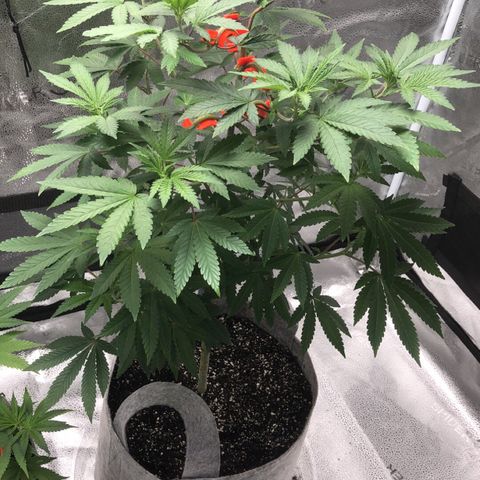 Bag Ladies growlog photo: Bag ladies 1/4/22
