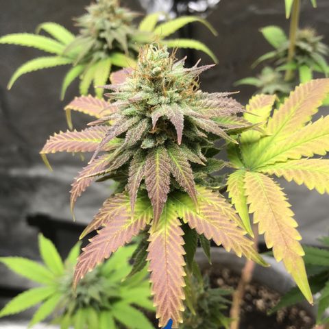 Bag Ladies growlog timeline photo