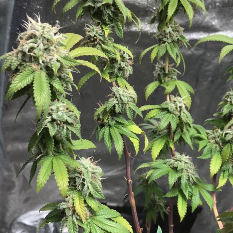 Bag Ladies growlog timeline photo