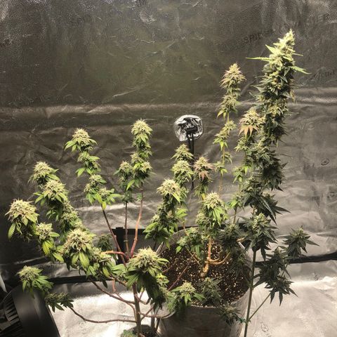 Bag Ladies growlog timeline photo