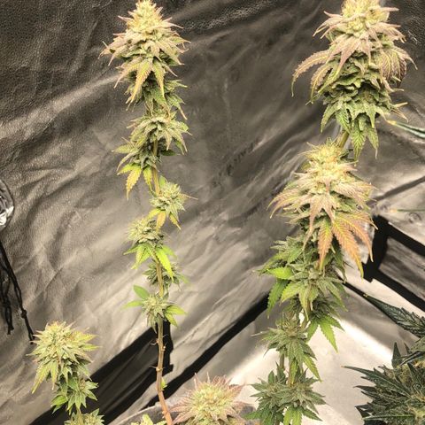 Bag Ladies growlog timeline photo