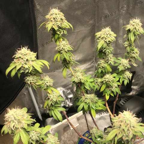 Bag Ladies growlog timeline photo