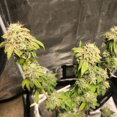 Bag Ladies growlog timeline photo