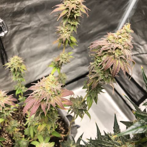 Bag Ladies growlog timeline photo