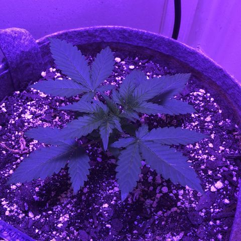 Quarter Pounder Auto growlog timeline photo