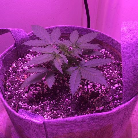 Quarter Pounder Auto growlog timeline photo