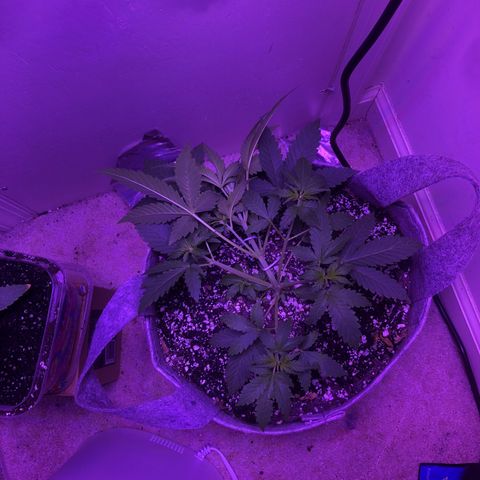 Quarter Pounder Auto growlog timeline photo