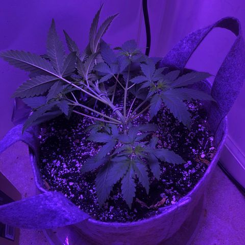 Quarter Pounder Auto growlog timeline photo