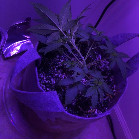 Quarter Pounder Auto growlog timeline photo