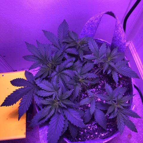 Quarter Pounder Auto growlog timeline photo