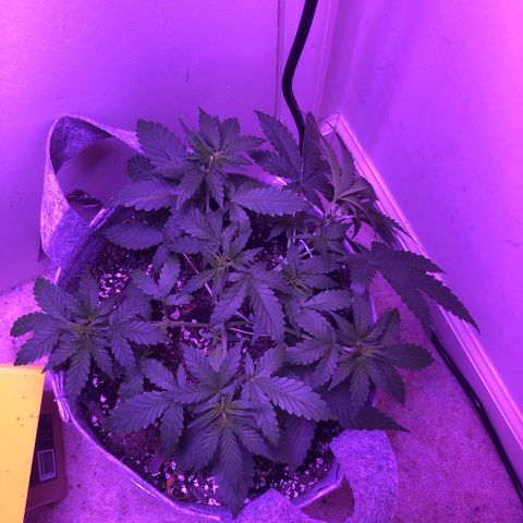 Quarter Pounder Auto growlog photo: LST