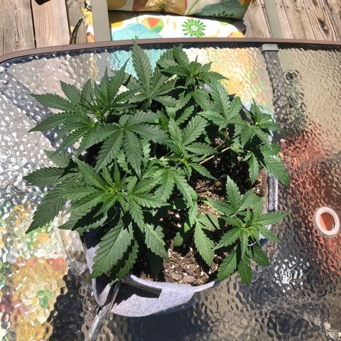 Quarter Pounder Auto growlog timeline photo