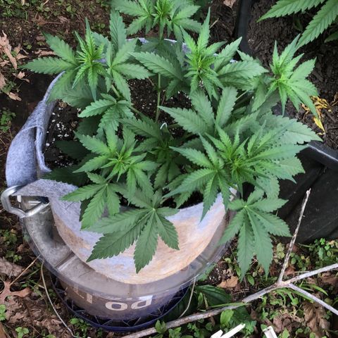 Quarter Pounder Auto growlog timeline photo