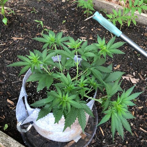 Quarter Pounder Auto growlog timeline photo