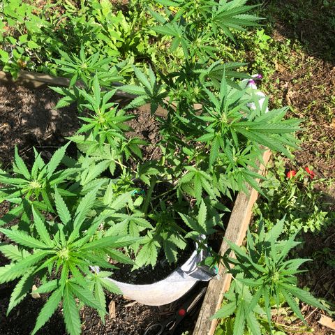Quarter Pounder Auto growlog timeline photo