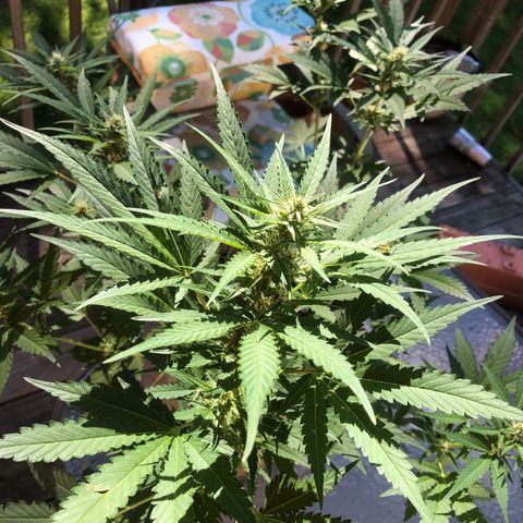 Quarter Pounder Auto growlog timeline photo