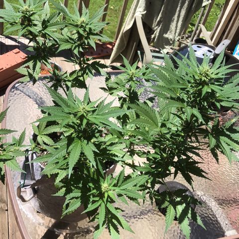 Quarter Pounder Auto growlog timeline photo