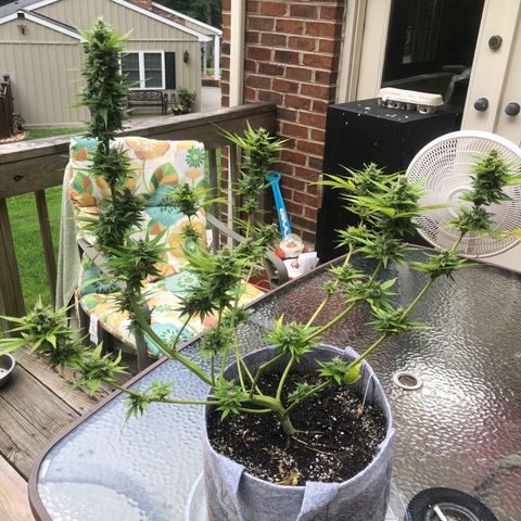 Quarter Pounder Auto growlog timeline photo