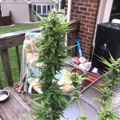 Quarter Pounder Auto growlog timeline photo