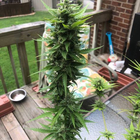 Quarter Pounder Auto growlog timeline photo