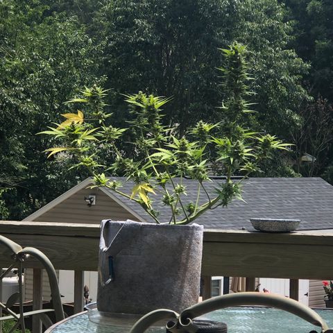 Quarter Pounder Auto growlog timeline photo