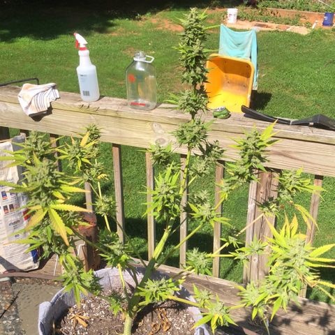 Quarter Pounder Auto growlog timeline photo