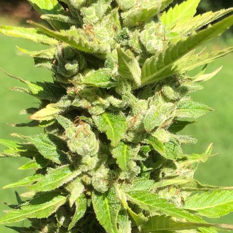 Quarter Pounder Auto growlog timeline photo