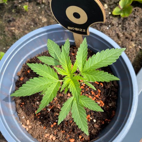 Queen  growlog timeline photo
