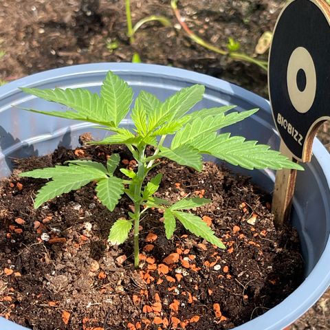 Queen  growlog timeline photo