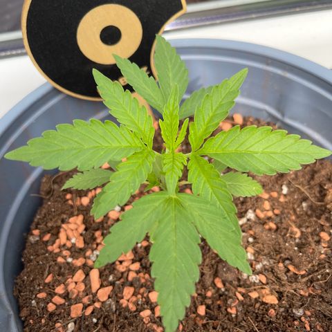 Queen  growlog timeline photo