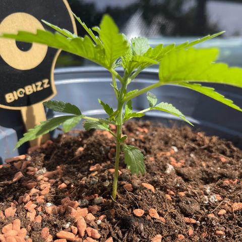 Queen  growlog timeline photo