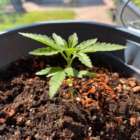 Queen  growlog timeline photo