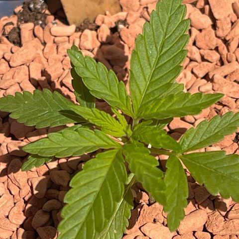 Queen  growlog timeline photo